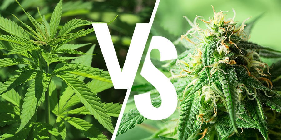 indica vs sativa